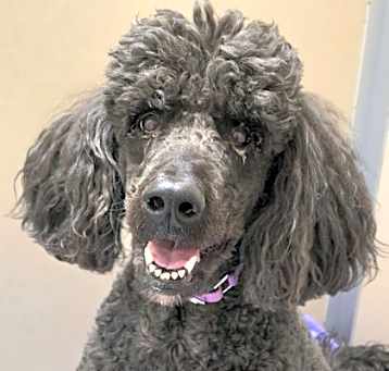 Photo of Luna