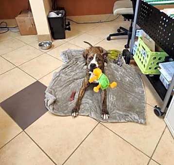Photo of Scruffy