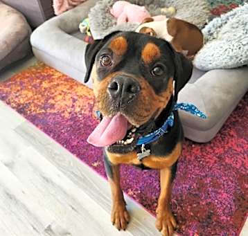 Photo of Bandit