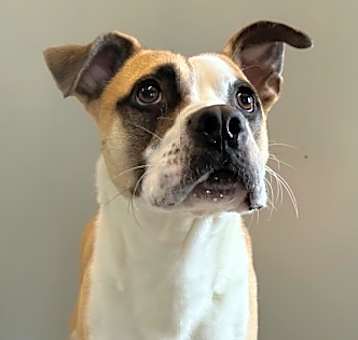 Photo of Bandito