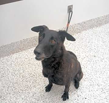 Photo of SPADE