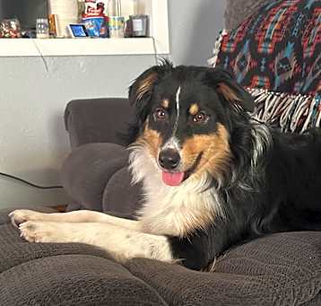 Photo of Roscoe