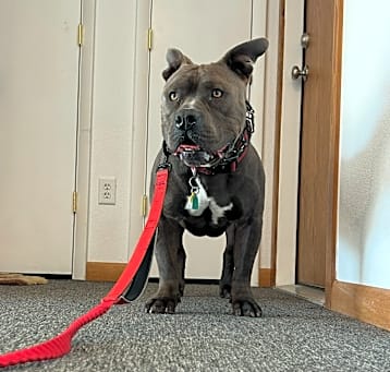 Photo of goose