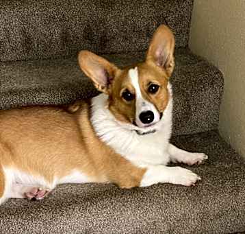 Photo of Bentley