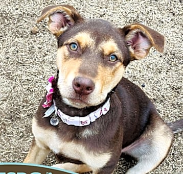 Photo of Ruby