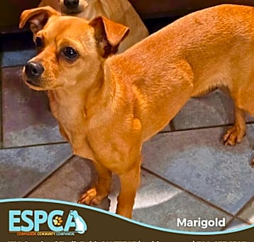 Photo of Marigold
