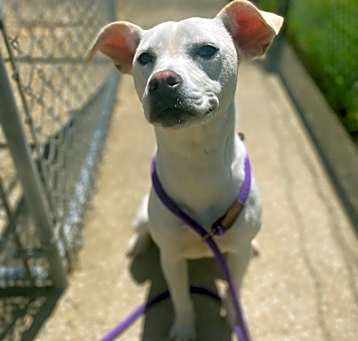 Photo of Stitch