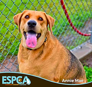 Photo of Annie Mae (Iowa)