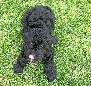 Photo of ADOPTION PENDING Wasabi