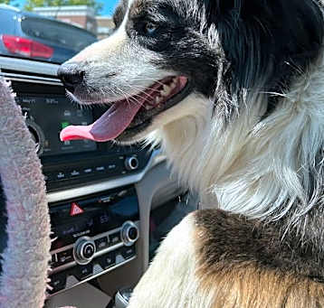 Photo of Buster