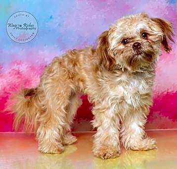 Photo of Coco - Adopted