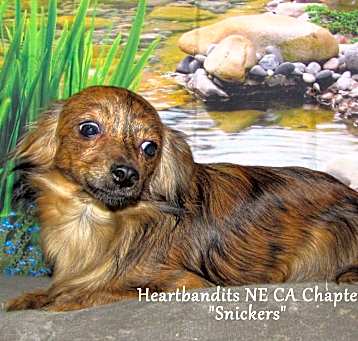 Photo of Snickers