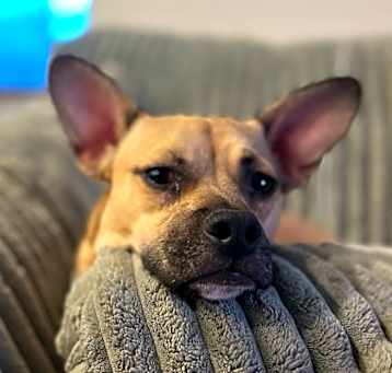 Photo of Lucy