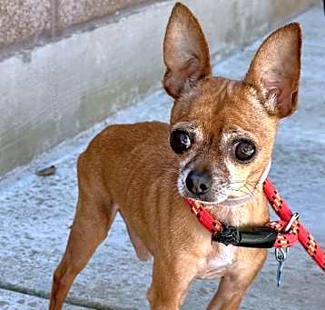 Photo of Cookie