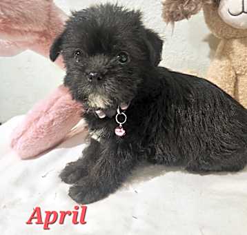 Photo of April