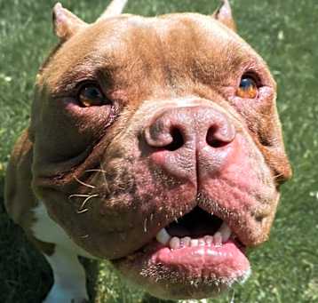 Photo of BALBOA