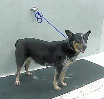 Photo of VIXEN