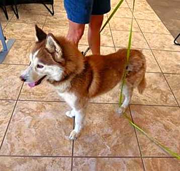 Photo of Bobo