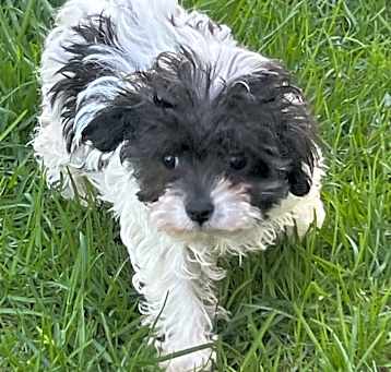 Photo of ADOPTION PENDING Widget