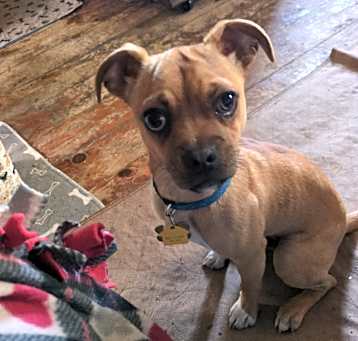 Photo of Bruno