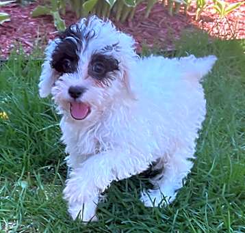 Photo of Winston