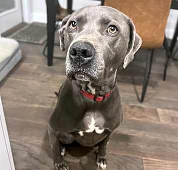 Photo of Brutus