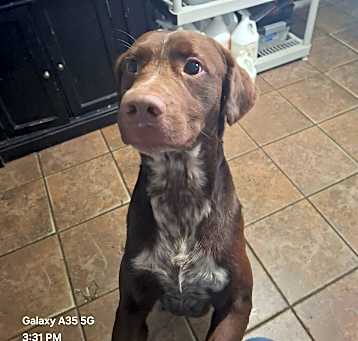 Photo of Brownie