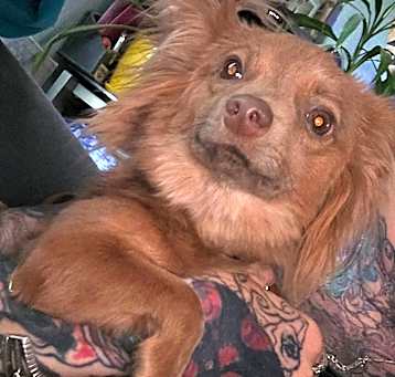 Photo of Lola
