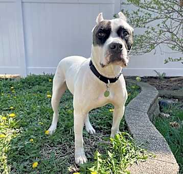 Photo of Benji