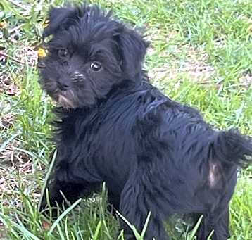 Photo of ADOPTION PENDING Wafer