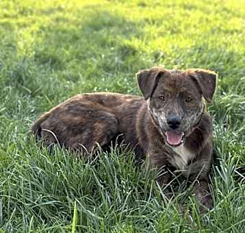 Photo of Shy