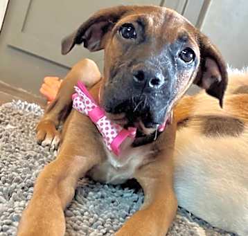 Photo of Buttercup