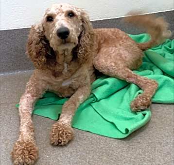 Photo of Dewey