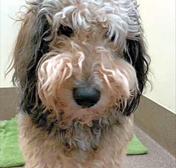 Photo of Bailey