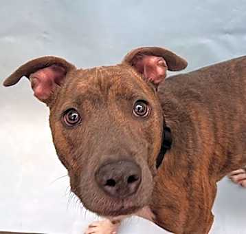 Photo of Stella
