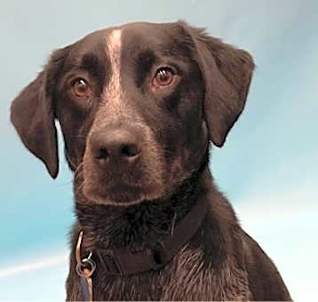 Photo of Pogo