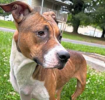 Photo of Penny
