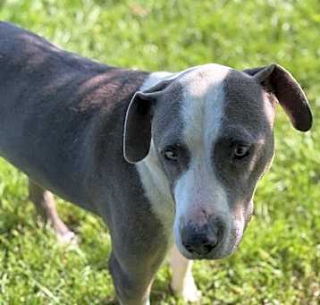 Photo of BO