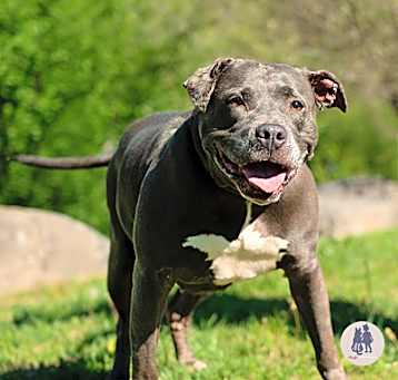 Photo of Nova