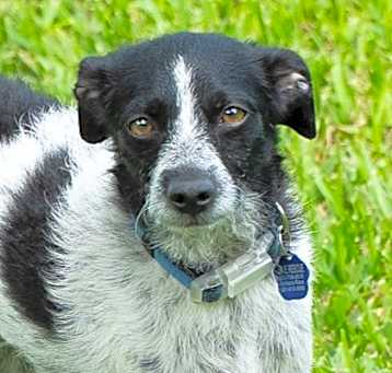 Photo of Tippy