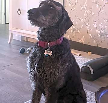 Photo of Lucy