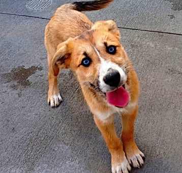 Photo of Huck