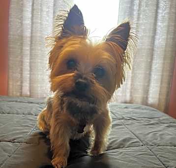 Photo of Pony