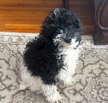 Photo of Chase