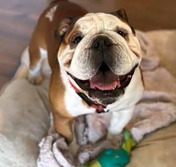 Photo of Angus