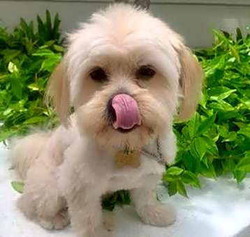 Photo of NOODLES