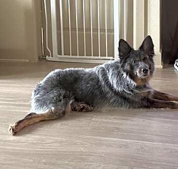 Photo of Gunner