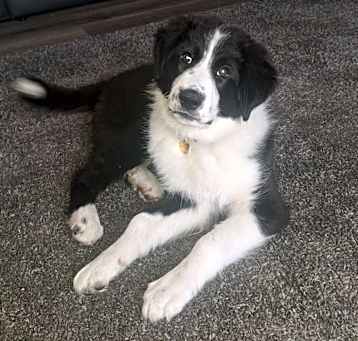 Photo of lilly