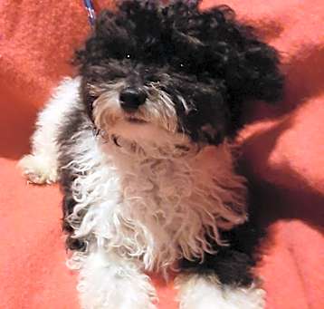 Photo of Percy
