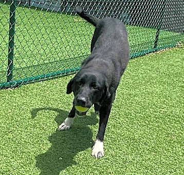 Photo of Chili 0439